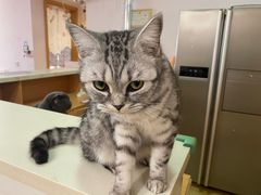 -Sweet cat·星愿猫咖(国贸大厦店)