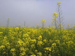 -稻香村鱼庄