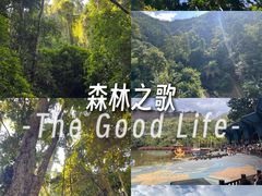 -西双版纳原始森林公园