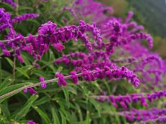 -中国香山·寿香谷