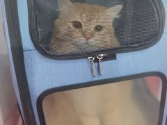 -伟伟宠物医院·CT影像中心·瑞派犬猫综合性门诊(汉口总院)