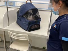-纳吉亚猫专科动物诊疗中心(蒋宅口分院)