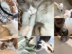 -飞行喵MR PILOT|猫舍·猫咖(静安大融城店)