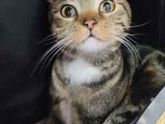 -宠颐生宠物医院·心肾内科·猫专科诊疗中心宠巢店