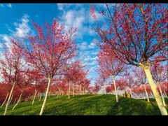 -宜良山后樱花谷