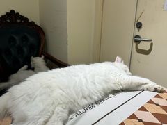 -猫小院猫主题餐厅(南锣旗舰店)