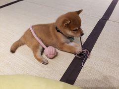 -逗柴咖啡屋·狗咖猫咖宠物桌游