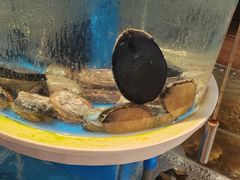 -黑木原精致料理·铁板烧