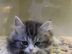 -小猫来了·猫舍(红山六九七九店)