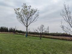 -汉长安城未央宫国家考古遗址公园