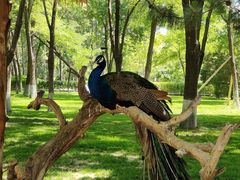 -北京野生动物园