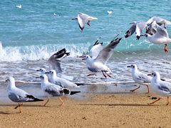 -青海湖国家重点风景名胜区