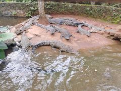-海南热带野生动植物园