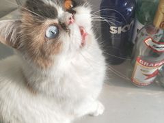 -平行世界·猫咖(首经贸店)