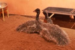 -Zoolung Zoolung动物主题公园(海信广场店)