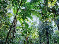 -中国科学院西双版纳热带植物园