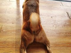 -柴犬高等学院·狗咖·柴犬售卖·宠物训练