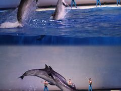 -上海海昌海洋公园