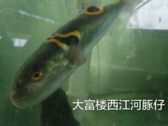 -八仔大富楼·河鲜(西江店)