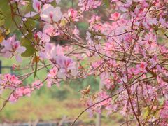 -南宁良凤江国家森林公园