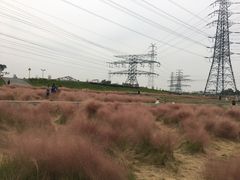 -王借岗森林公园
