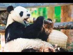 -西霞口神雕山野生动物世界