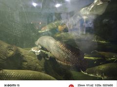 -泉州海丝野生动物世界