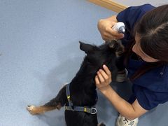 -天使宠物医院·犬猫分诊(彩虹店)