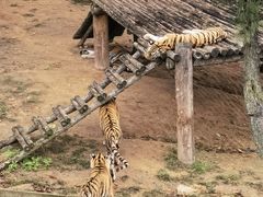 -西霞口神雕山野生动物世界
