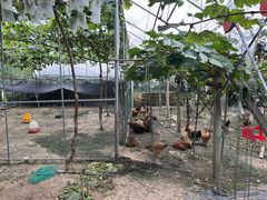 -马陆小张葡萄园农家乐