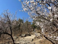 -北京西山国家森林公园