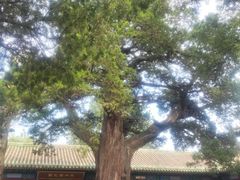 -北京国子监胡同