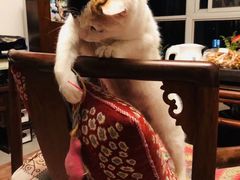 -纳吉亚猫专科动物诊疗中心(蒋宅口分院)