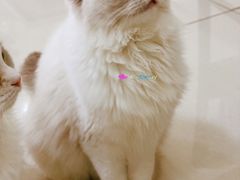 -鼓捣猫呢主题猫咖店