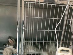 -安安宠医·臻爱宠物医院·宠保定点(营门口路分院)