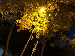 -三里屯东五街银杏大道
