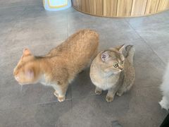 -飞行喵MR PILOT|猫舍·猫咖(静安大融城店)