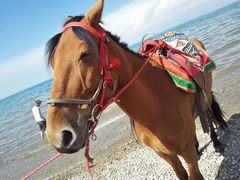 -青海湖国家重点风景名胜区