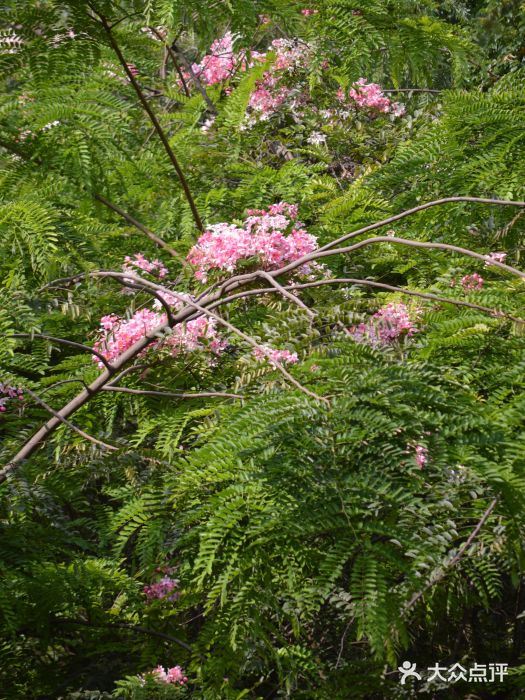 广州珠江公园图片