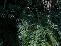 -深圳仙湖植物园