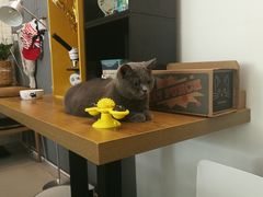 -平行世界·猫咖(首经贸店)