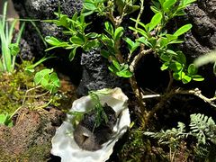 -曲廊院(东四十一条店)