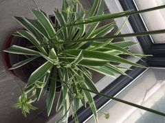 -新湖明珠城