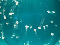 -海合安青岛极地海洋公园