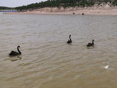 -南大港湿地风景区