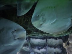 -悉尼海洋生物水族馆