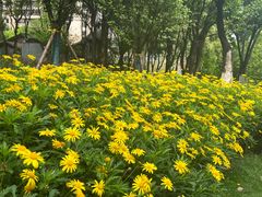 -重庆市江北嘴中央商务区中央公园