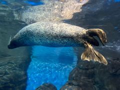 -上海海洋水族馆