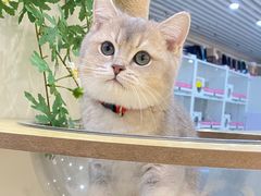 -lincat·猫舍(广州店)