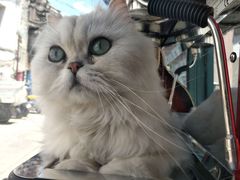 -喵屿·大理花园猫咖